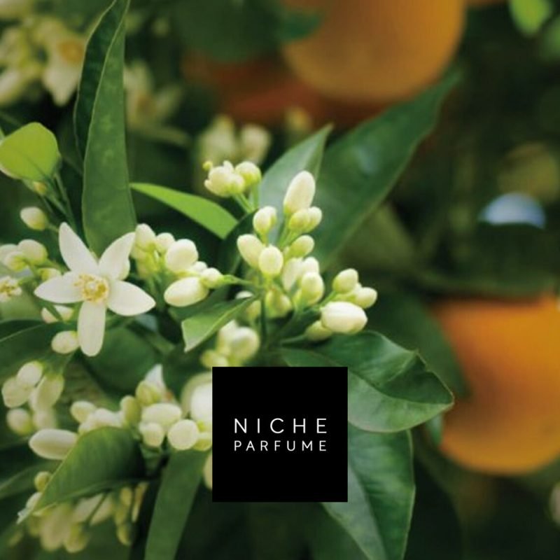 neroli-1